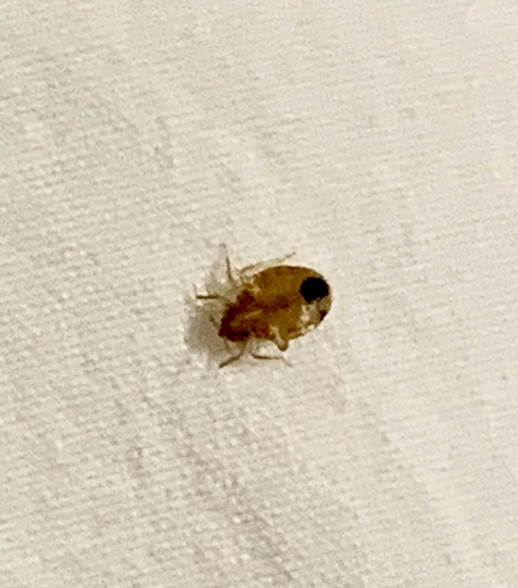 Bed bug on a sheet